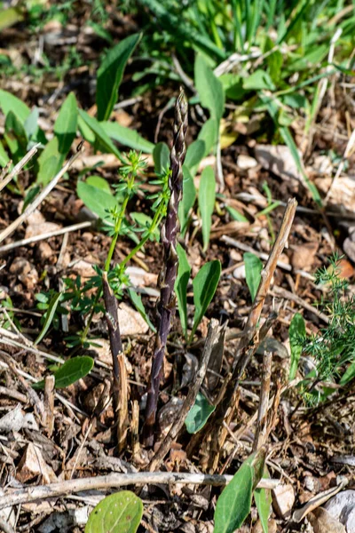 Asperges Cultivées Après Jour Pluie Puis Soleil — Photo