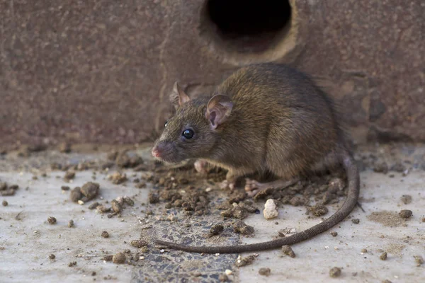 Маленькая Крыса Ест Мышь Земле — стоковое фото