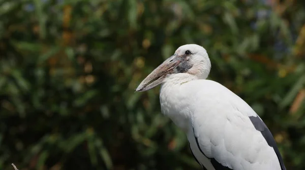 Pélican Blanc Dans Zoo — Photo
