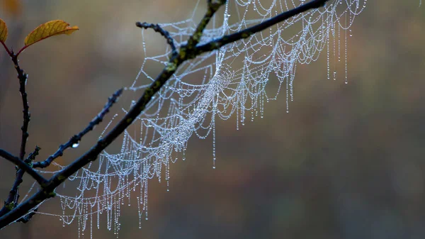 森林里一根树枝上结冰的蜘蛛网 — 图库照片