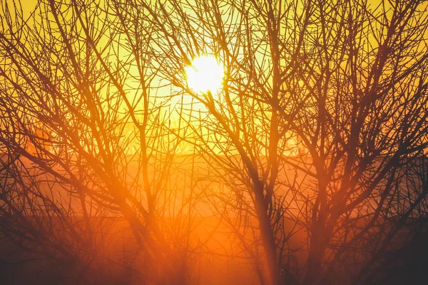 Piękny Zachód Słońca Lesie — Zdjęcie stockowe
