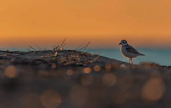 Bel Oiseau Coucher Soleil — Photo