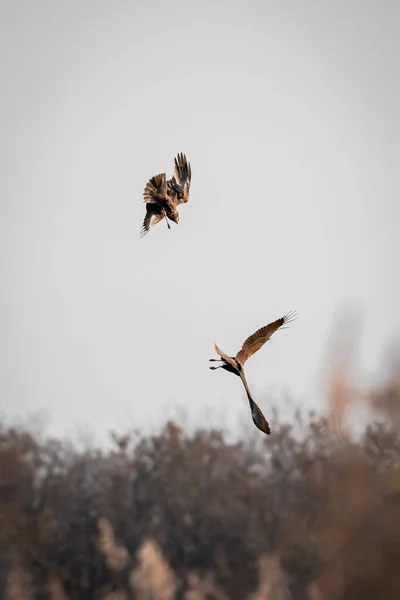 Bando Pássaros Voando Céu — Fotografia de Stock