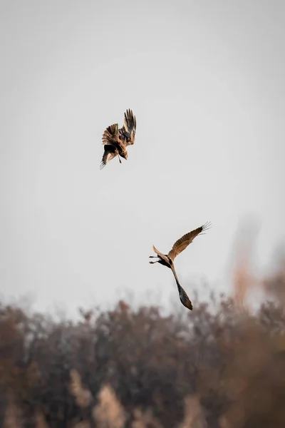 Troupeau Oiseaux Volant Dans Ciel — Photo