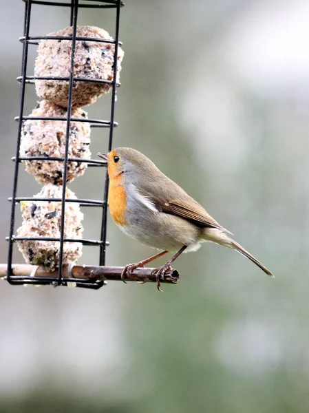 Pájaro Sentado Cerca Del Alimentador — Foto de Stock