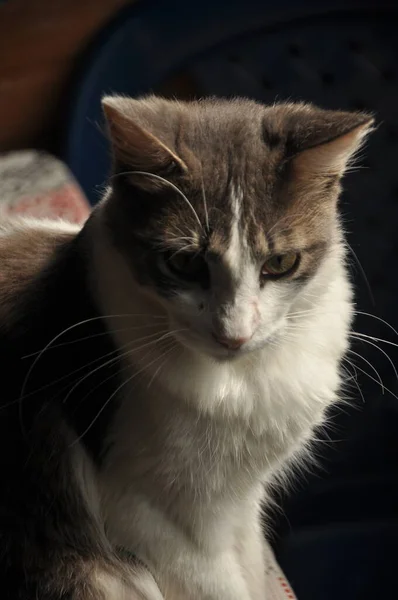 Retrato Lindo Gato — Foto de Stock