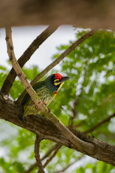 Pássaro Está Sentado Galho Uma Árvore Floresta — Fotografia de Stock