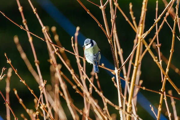 Pájaro Está Sentado Una Rama Árbol — Foto de Stock