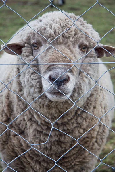 Овцы Клетке — стоковое фото