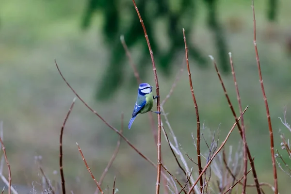 Fågel Gren Skogen — Stockfoto