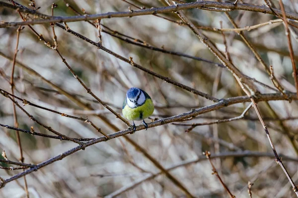 Ptak Drzewie — Zdjęcie stockowe
