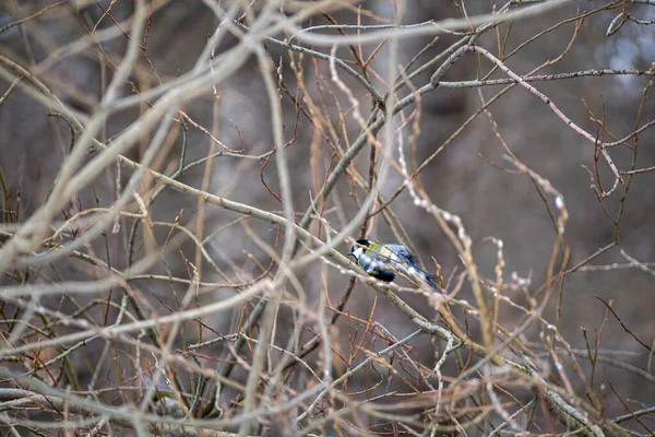 Oiseau Dans Forêt — Photo