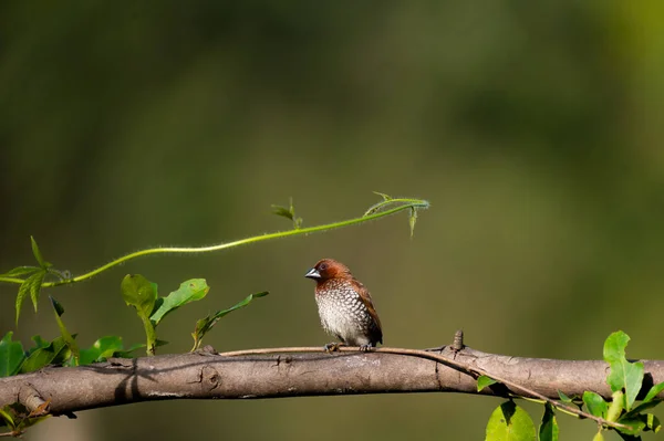 Bird Branch Tree — Stock Photo, Image