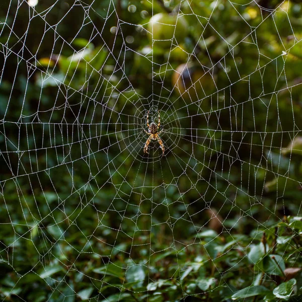 Păianjen Web Picături Rouă — Fotografie, imagine de stoc