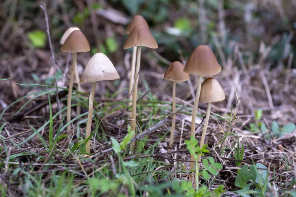 Familia Setas Silvestres Nacida Bosque Primavera — Foto de Stock