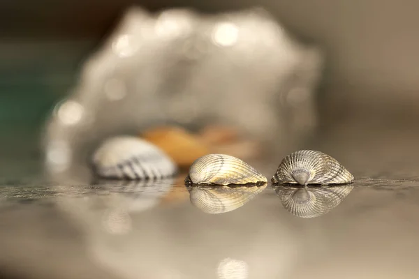 Primer Plano Caracol Sobre Fondo Madera — Foto de Stock