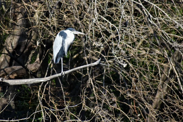 ブエノスアイレスの公園にあるCooi Heron Ardea Cooi — ストック写真