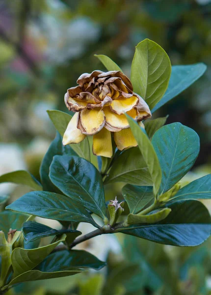 Krásný Botanický Záběr Přírodní Tapety — Stock fotografie