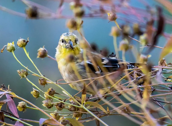 Oiseau Sur Une Branche Arbre — Photo