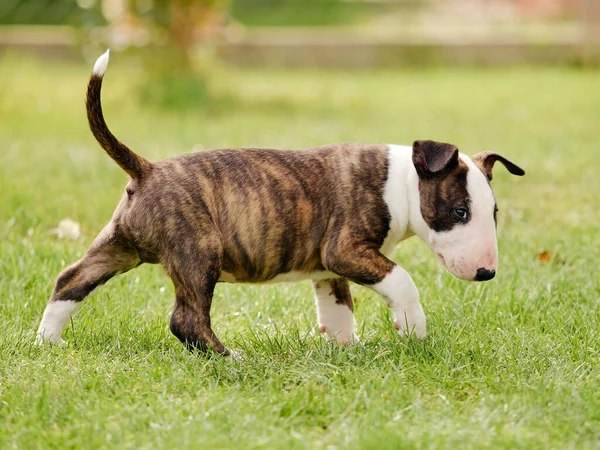 Perro Jugando Con Una Pelota Hierba — Foto de Stock