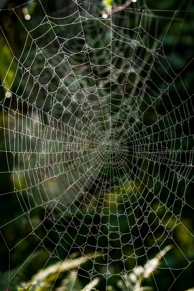 Spinnennetz Mit Tautropfen Auf Dem Gras — Stockfoto