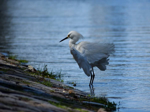 Снежная Цапля Egretta Thula Рыбалка Озере Lago Las Regatas Город — стоковое фото