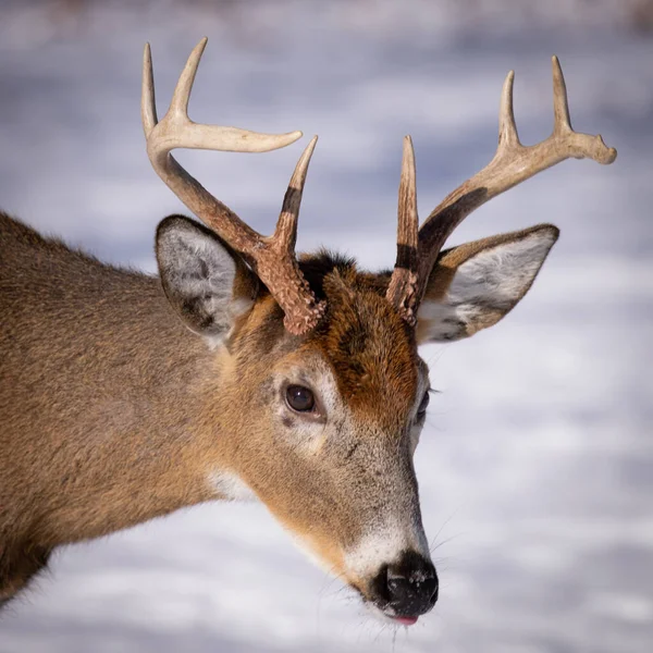 雪の中の鹿 — ストック写真