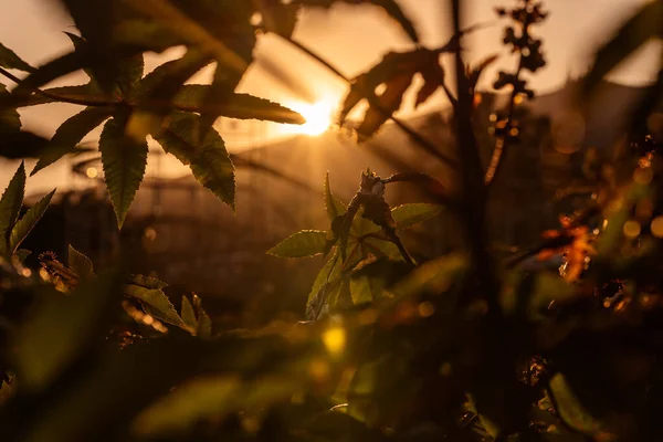 Green Leaves Forest — Stock Photo, Image