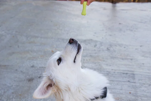 White Dog Dog Food Dry Dog Food Eating Scene Outdoor — Stock Photo, Image