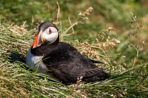 Close Male Puffin —  Fotos de Stock