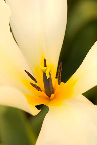 Bela Flor Lírio Amarelo Jardim — Fotografia de Stock