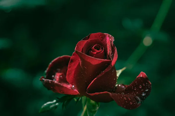 Hermosa Rosa Roja Jardín —  Fotos de Stock