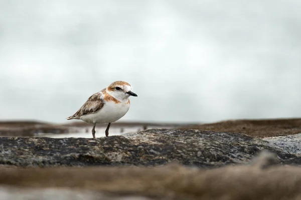海滩上的鸟 — 图库照片