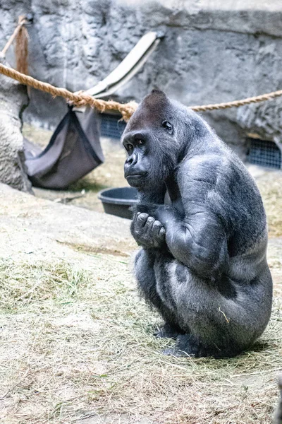 动物园里一只大猩猩的特写镜头 — 图库照片