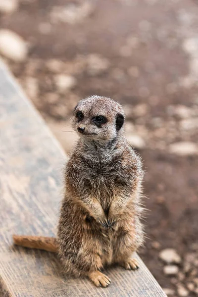 Meerkat Zoológico — Fotografia de Stock