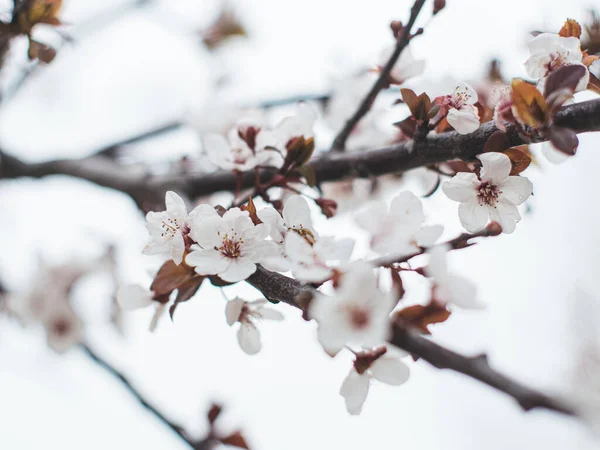 Beautiful Spring Flowers Tree — Stock Photo, Image