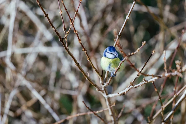 Great Tit Parus Major Sitting Branch — Foto Stock