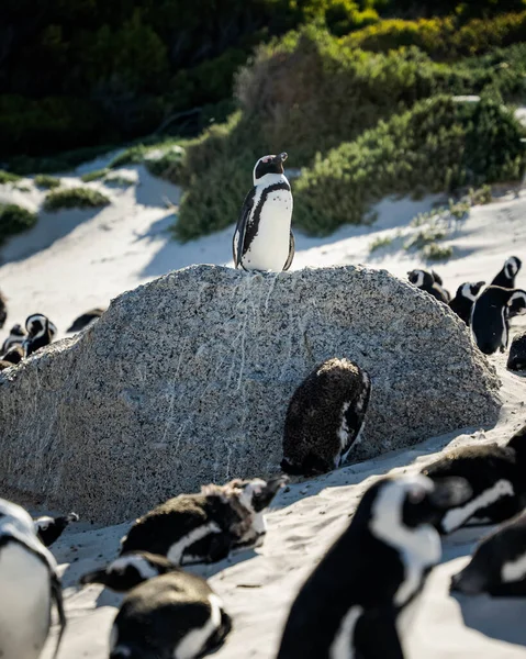 Closeup Shot Penguins Rock — Photo