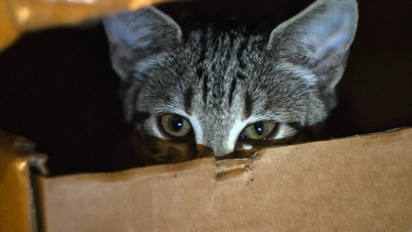 箱の中の猫 — ストック写真