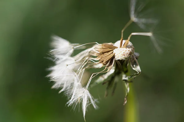 Close Van Een Mooie Witte Paardebloem — Stockfoto