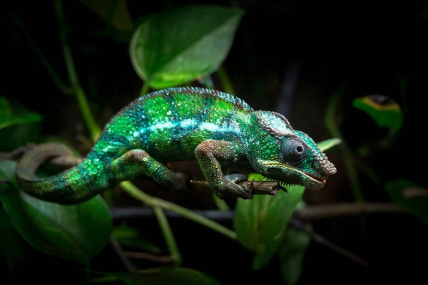 Iguana Verde Una Rama — Foto de Stock
