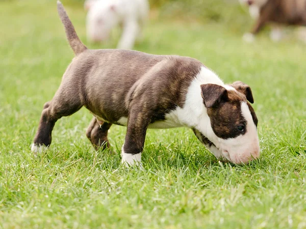 Cute Pies Gra Ogrodzie — Zdjęcie stockowe