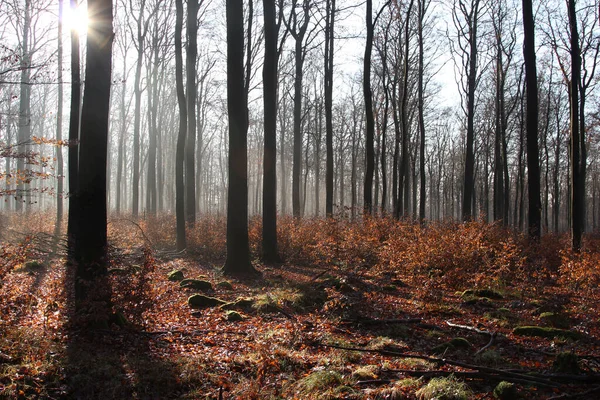 Hermoso Bosque Otoño Con Árboles Hojas —  Fotos de Stock