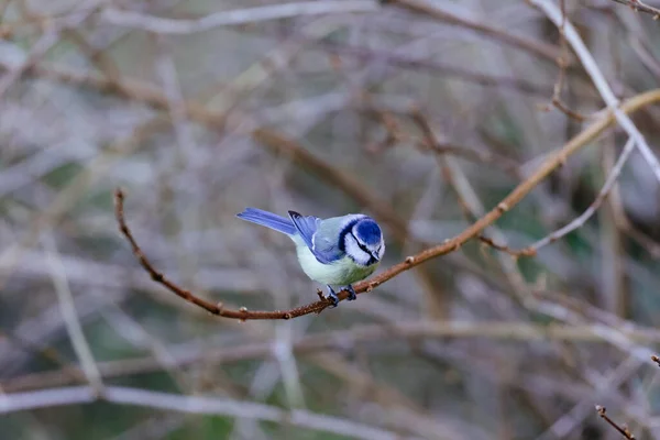 Oiseau Sur Une Branche Dans Forêt — Photo