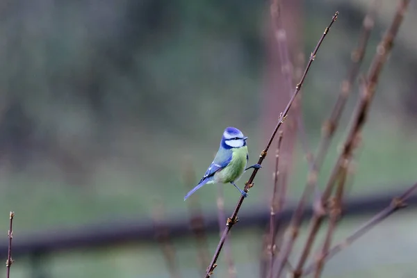 Vogel Auf Einem Ast — Stockfoto