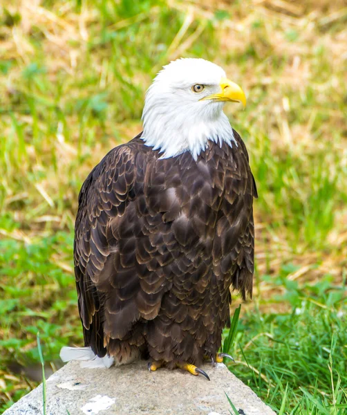 Retrato Hermoso Águila —  Fotos de Stock