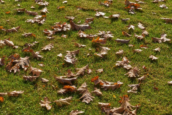 Autumn Forest Fall Season Nature Fauna Birds Bird — Stock Photo, Image