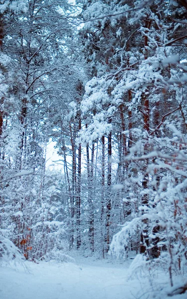 Красивый Зимний Пейзаж Заснеженными Деревьями — стоковое фото