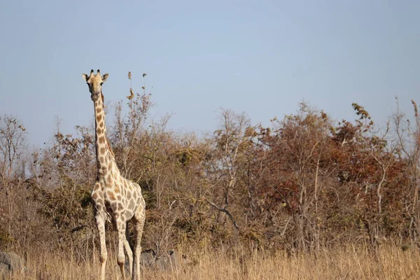 アフリカのサバンナにあるキリンは — ストック写真