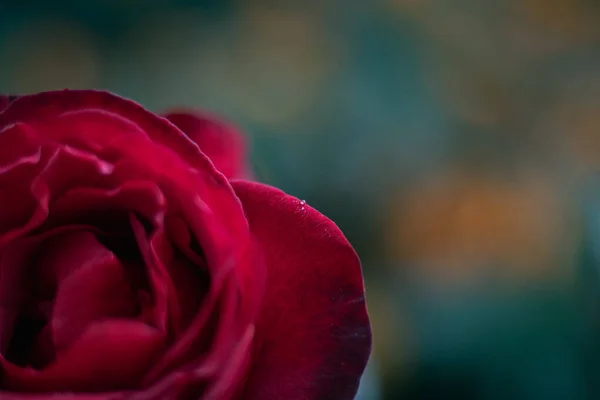 Bella Rosa Rossa Giardino — Foto Stock